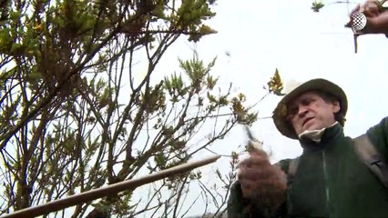 Guardião das florestas