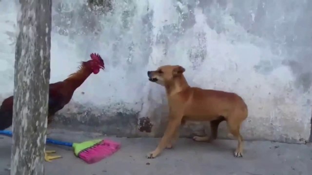 Virales #3 - Doblando Virales