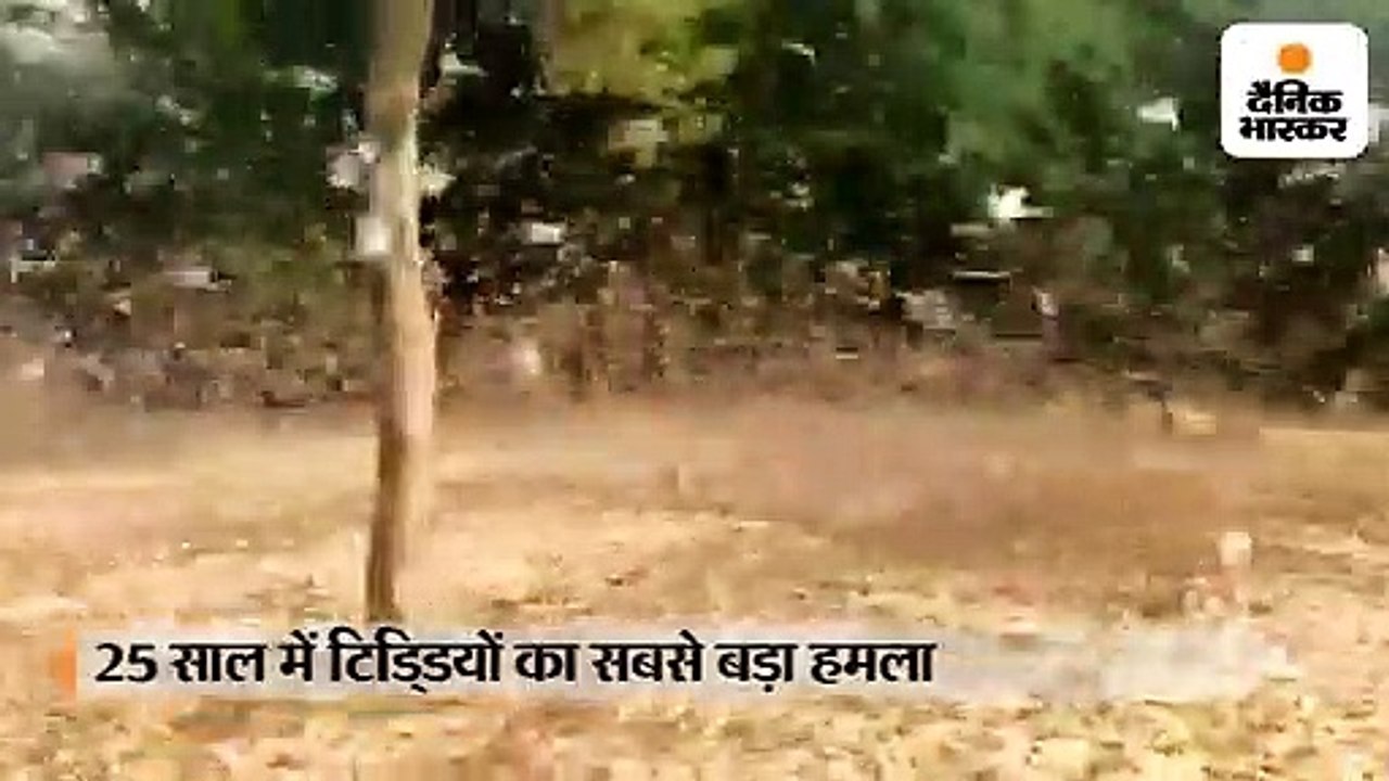 25 साल में टिडि्डयों का सबसे बड़ा हमला