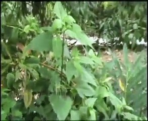 Nada além da Sinestesia