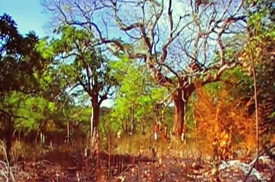 A eterna maldição do cacique serigy (Alessandro Santana, Bruno Monteiro e Mauro Luciano, 2009)