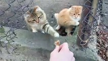 Kittens play with food || Cuteness overloaded || Nature is Amazing || Viral Kitten's Videos