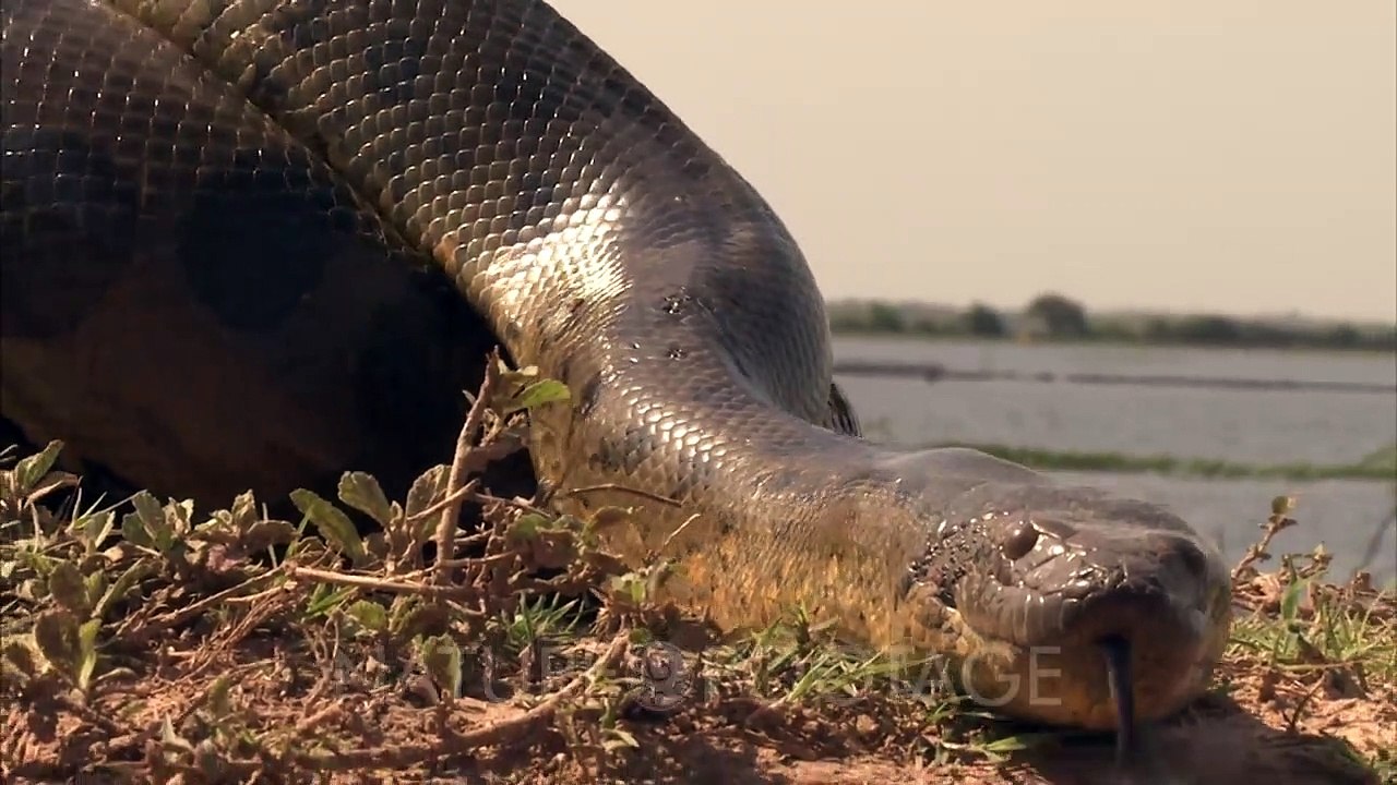 Amazon_ Crawling Anaconda(720P_HD)