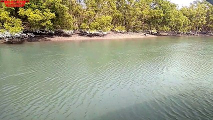 sundarban ll Free 2 use ll No copyright stock footage