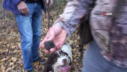 Trüf mantarında ‘2 bin euro’ balonu