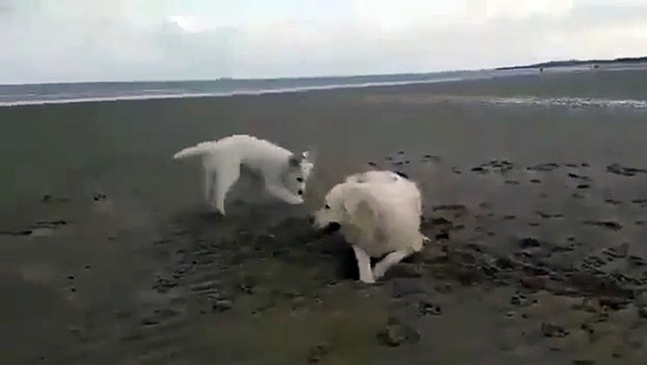 La première fois de Puppy à la plage - Apprendre à creuser de sa maman - chiot jouant à la plage