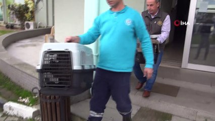 Tedavisi tamamlanan Avrasya Kartal Baykuşu doğaya salındı
