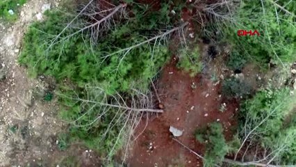 Mersin ormanlık alana dikilen 1600 limon ağacı söküldü