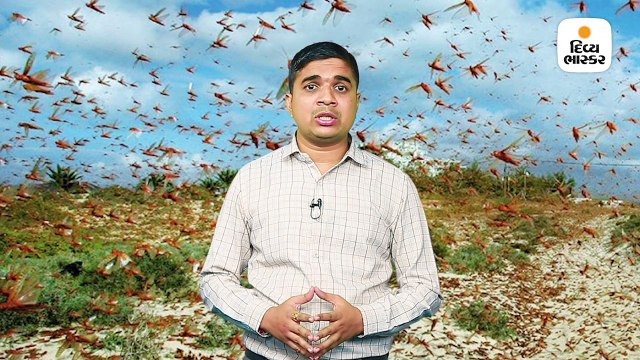 તીડનાં ઝુંડ ખેતરોમાં કેવી રીતે આક્રમણ કરે છે? જાણો તીડને ભગાડવાનો દેશી ઉપાય