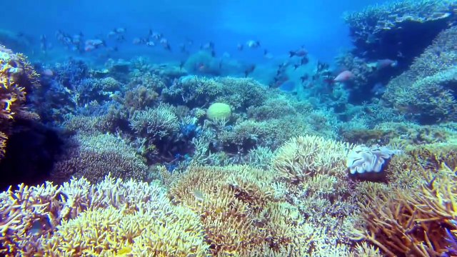 Voyage sous les Mers 3D - Film Annonce