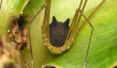 Así es la inquietante araña con cabeza de perro encontrada en la selva amazónica