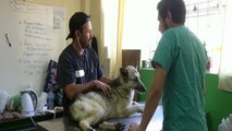Un grupo de veterinarios habilita un refugio para mascotas heridas en el fuego de Valparaíso