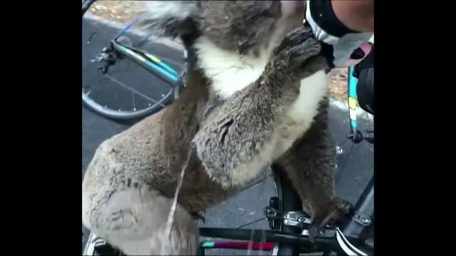 Un koala sediento reclama agua a un grupo de ciclistas en plena ola de calor en Australia
