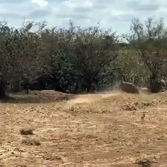 Download Video: Un léopard chassé par une phacochère