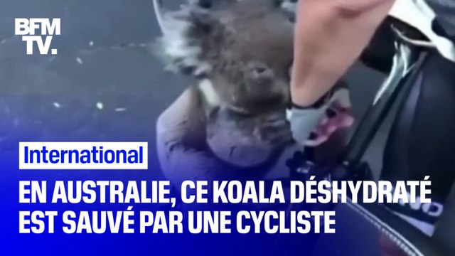 En Australie, un cycliste s'arrête pour hydrater un koala