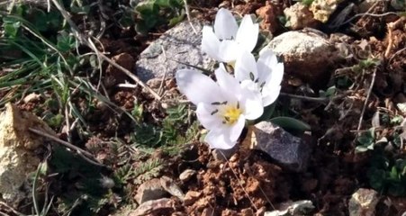 "Baharın müjdecisi" kardelen ve çiğdemler erken çiçek açtı