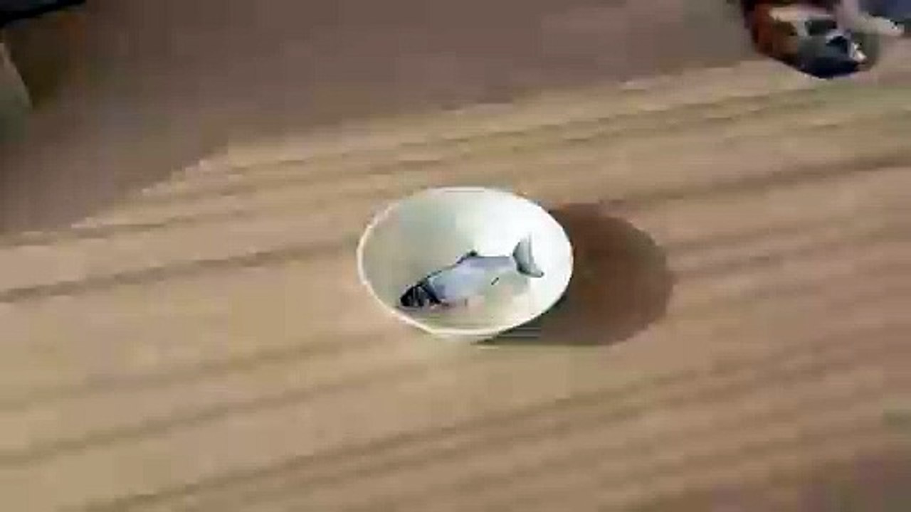 CatsvsFish