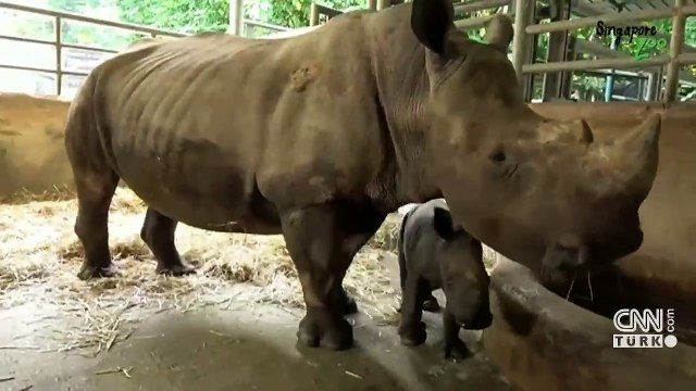 Nesli tükenmekte olan gergedan türü için mutlu haber