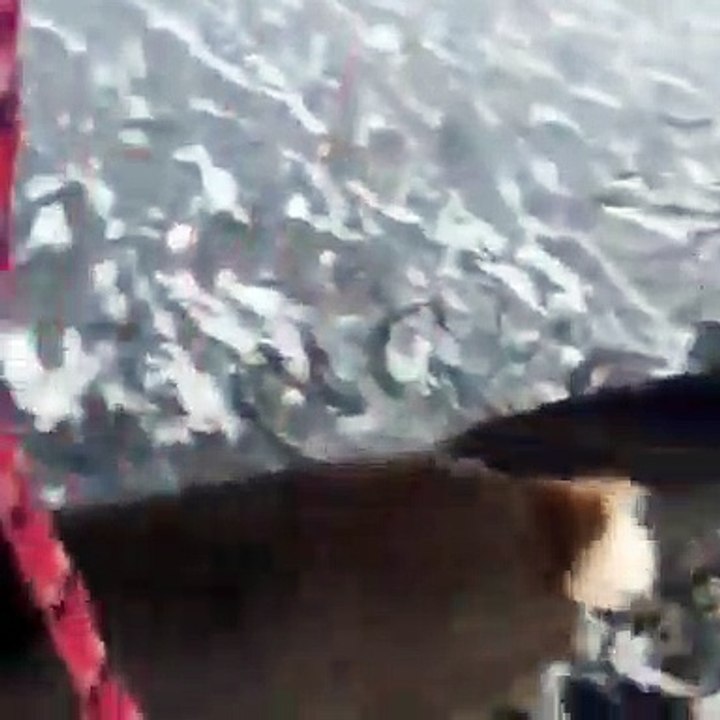 Ontario: Un héros a libéré des petit cerfs bloqués dans lac congelé !