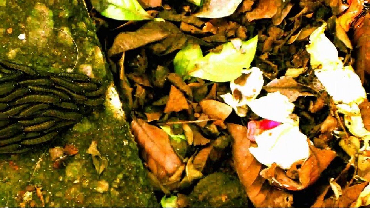 OLHAR PRA VER - Celso Lira - Mito da Caverna Platão - Filosofia Verdade Socrates