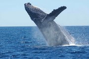 Esta ballena jorobada emerge de manera inesperada y golpea un bote inflable con turistas