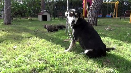 Tüfekle vurulan köpeğin yavruları yanından ayrılmadı