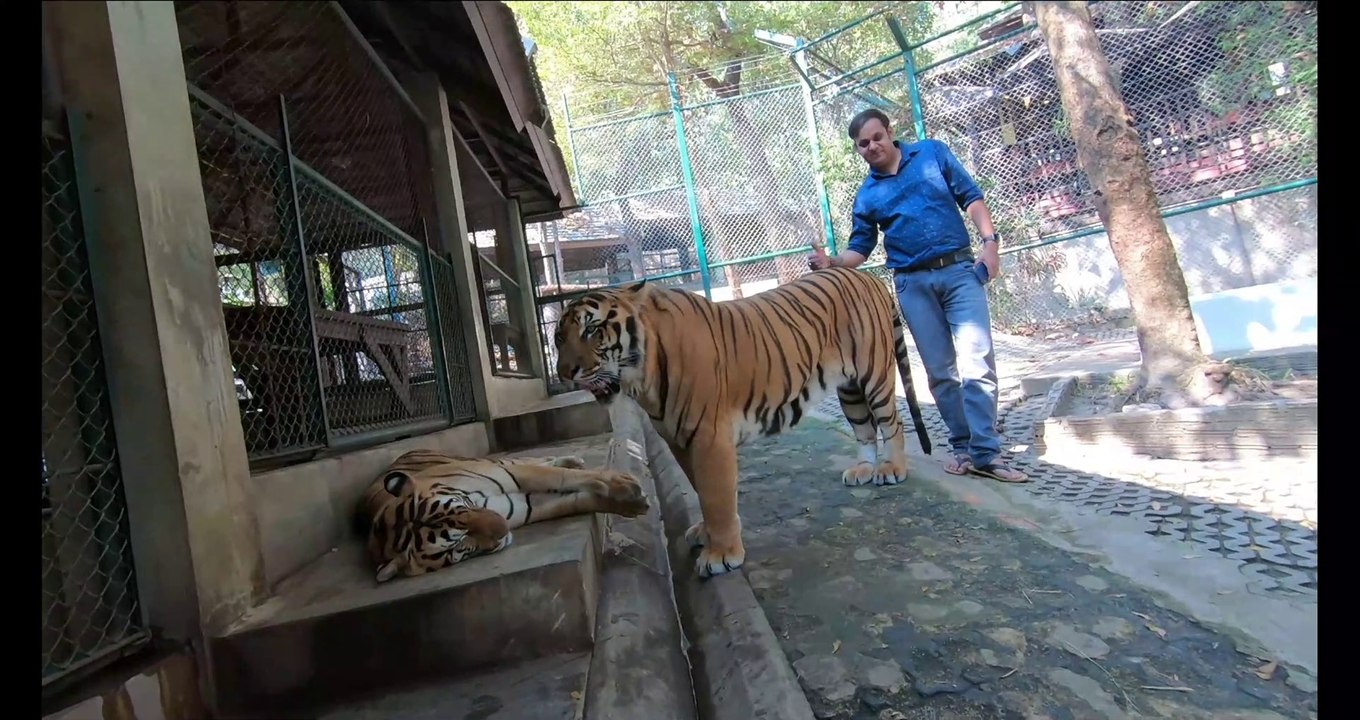 Tiger Temple | Tiger Kingdom Chiang Mai, Thailand