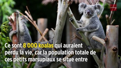 Australie : des milliers de koalas périssent à cause des incendies