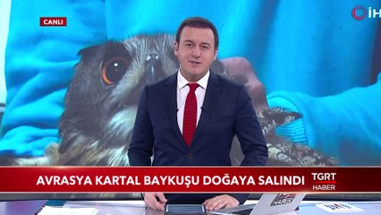 Avrasya Kartal Baykuşu Doğaya Salındı
