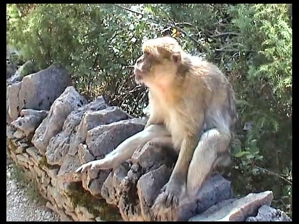Forêt des singes - Rocamadour 46500 - Lot