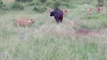 The buffalo Hunt In Masai Mara River Kenya |Lion Pride Attack Cape Buffalo In Masai Mara National Reserve |Best Of Lion Attacks |Lions Killing Cape Buffalo