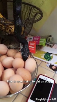 Il découvre un serpent en train de gober des oeufs dans sa cuisine... terrifiant