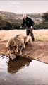 Il s'amuse à faire peur à un lion qui boit
