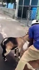 Il sauve une chèvre en lui faisant du bouche à bouche...héros du jour
