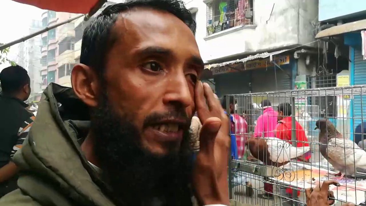 Pigeons Market|Best Pigeons Dhaka Bangladesh 27-12-2019