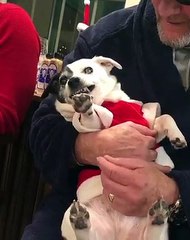 Dog Doesn't Like when Grandpa Touches her Paws