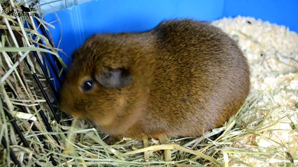 HASTA SIEMPRE MISAKI | ANUNCIO DE LA MUERTE DE MI COBAYA MISAKI Y DESPEDIDA | LA GATA VEGANA