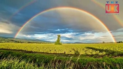 पेड़ और पौधों के पत्ते हरे क्यों होते हैं. Why are the leaves of trees and plants are green.