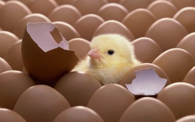 Huevos: Las mejores ideas para reciclar las cáscaras