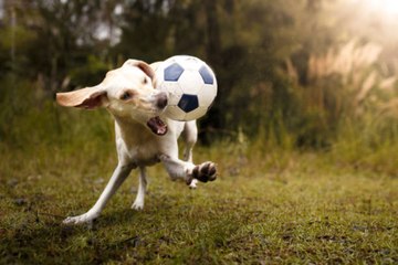 El perro futbolista invade el campo y paraliza el partido