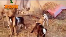 Bakra Eid Ticket Funny Punjabi Totay Tezabi Totay