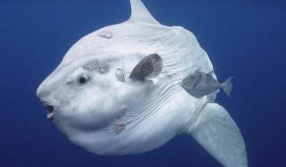 Este pez luna gigante posa para un 'selfie' con los buceadores