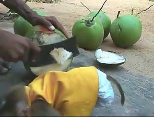 Small baby monky film