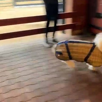 Miniature Horse Zooms Around Stables