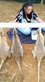 Ingenious Invention Feeds Entire Wallaby Mob