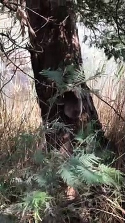 Campers Help Overheated Koala