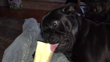 9Bulldog vs. Pug - What To Expect! _ Funny Pet Videos