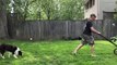 11Cocker Spaniel vs Border Collie - Pet Guide _ Funny Pet Videos