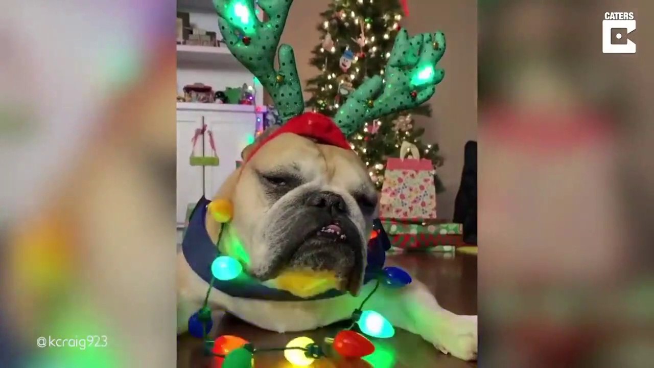 クリスマスがだるい犬さん