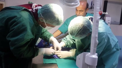 Doktor ve veteriner hekimler yavru köpeği kurtarmak için seferber oldu